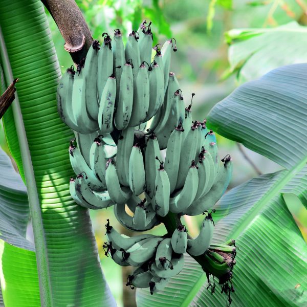 Blue Ice Cream Banana Tree Online