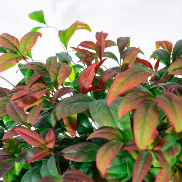 Dwarf Nandina Firepower Shrub Sale