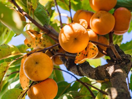 Fuyu Persimmon Tree For Cheap