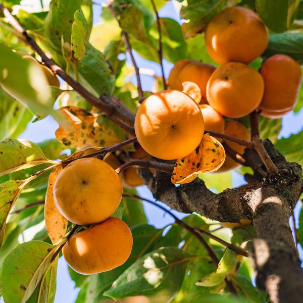 Fuyu Persimmon Tree For Cheap