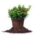 Autumn Fire® Encore® Azalea Shrub Supply