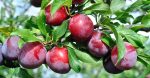 Scarlet Beauty Plum Tree Sale