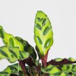 Calathea Rattlesnake Plant For Cheap