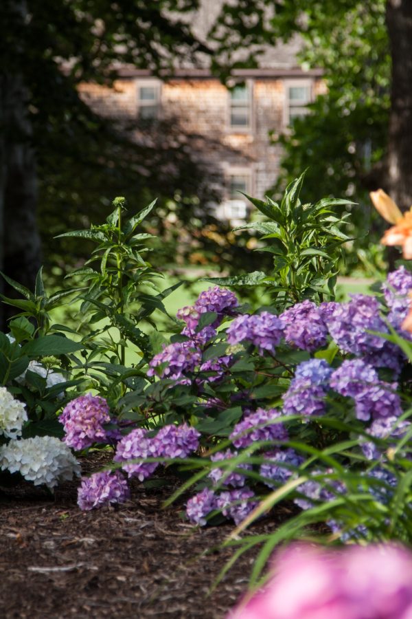 Endless Summer® BloomStruck® Reblooming Hydrangea Online