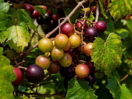 Southern Jewel Muscadine Grape Vine Shrub Supply