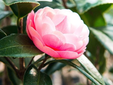 Pink Perfection Camellia For Sale