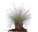 Dwarf Pink Muhly Grass Shrub Online Hot Sale