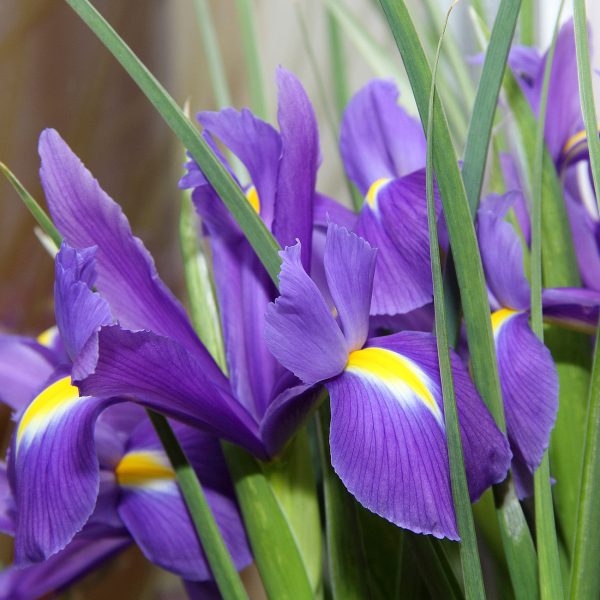 Purple Louisiana Iris Shrub Discount