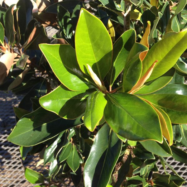 Brackens Brown Beauty Magnolia Tree For Cheap