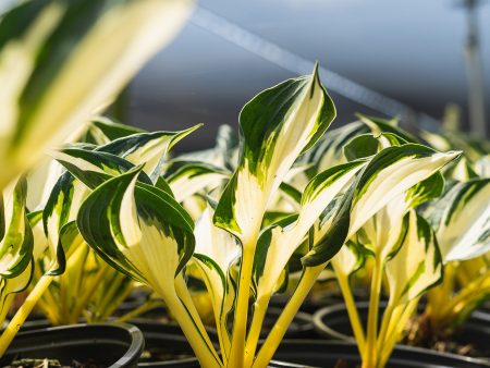 Hosta Fire and Ice Shrub For Cheap