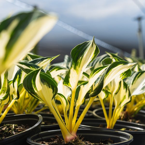 Hosta Fire and Ice Shrub For Cheap