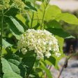 Annabelle Hydrangea Bush Supply