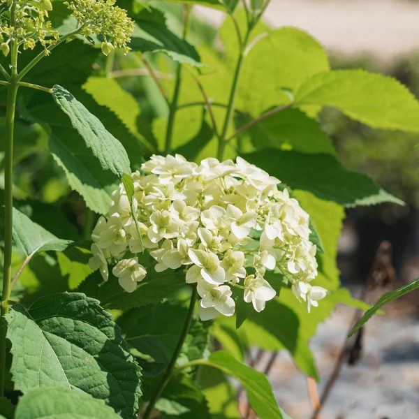 Annabelle Hydrangea Bush Supply