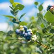 Powder Blue Blueberry Bush Supply