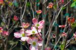 Pink Dogwood Tree Fashion