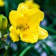 Happy Returns Daylily Shrub Sale