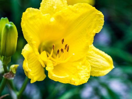 Happy Returns Daylily Shrub Sale