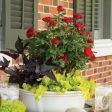 Petite Knock Out® Rose Bush Online Sale