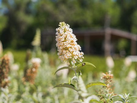 White Profusion Butterfly Bush Cheap