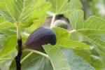 Black Mission Fig Tree Online