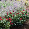 Petite Knock Out® Rose Bush Online Sale