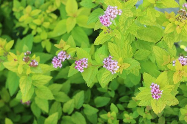 Goldmound Spirea Shrub For Cheap