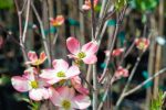 Pink Dogwood Tree Fashion