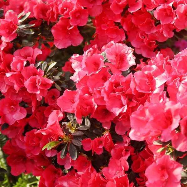 Fashion Azalea Shrub Supply