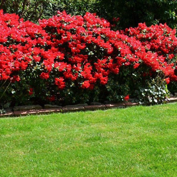 Hino Crimson Azalea Shrub Hot on Sale