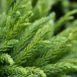 Cryptomeria Globosa Nana For Sale