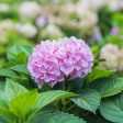 Endless Summer® BloomStruck® Reblooming Hydrangea Online