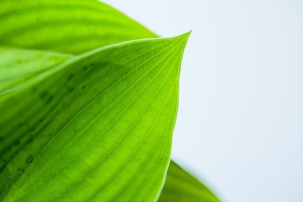 Hosta Blue Cadet Shrub Fashion