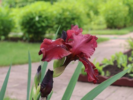 Red Velvet Elvis Louisiana Iris Shrub Supply