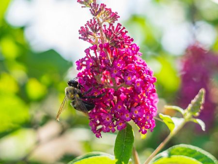 Nanho Purple Butterfly Bush Online