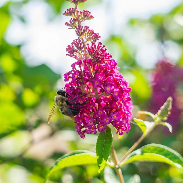 Nanho Purple Butterfly Bush Online