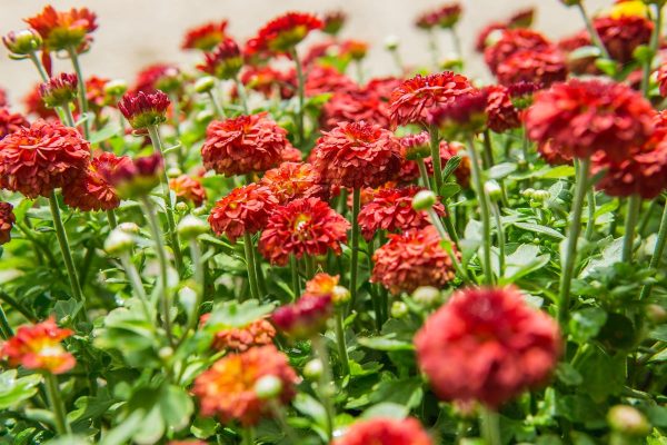 HARDY FALL MUM PLANTS VARIETY PACK Fashion