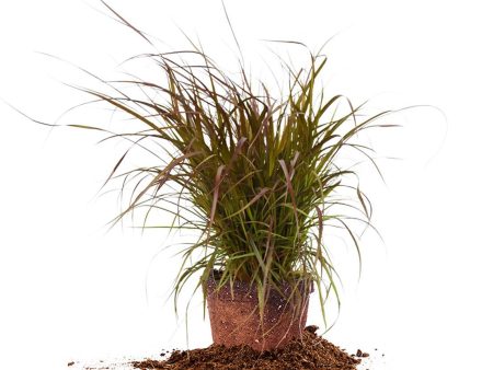 Fireworks Fountain Grass Shrub Sale