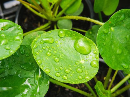 Pilea Peperomioides Hot on Sale