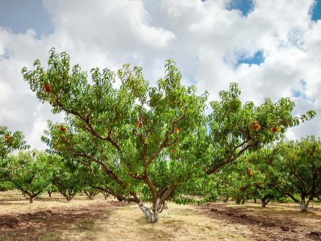 Contender Peach Tree Hot on Sale