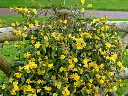 Yellow Carolina Jessamine Cheap