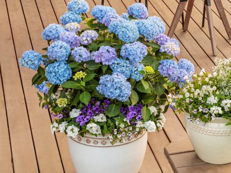 Let’s Dance® Rhythmic Blue® Hydrangea Shrub For Sale