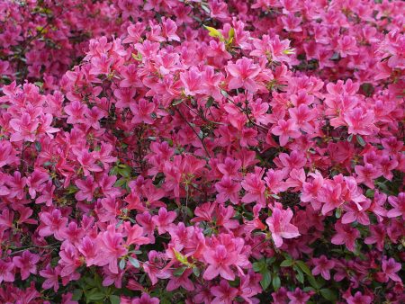 Karen Azalea Shrub For Sale