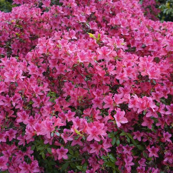 Karen Azalea Shrub For Sale