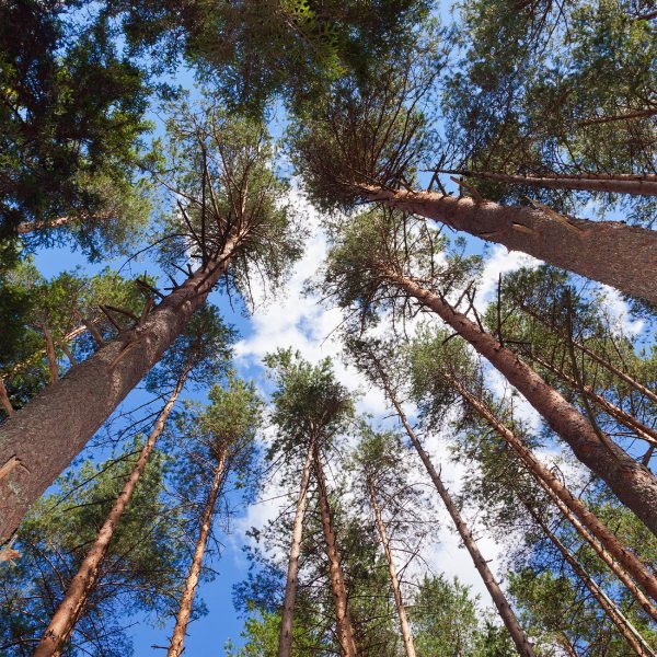 Longleaf Pine Tree Fashion