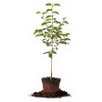 Fuyu Persimmon Tree For Cheap