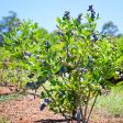 Powder Blue Blueberry Bush Supply