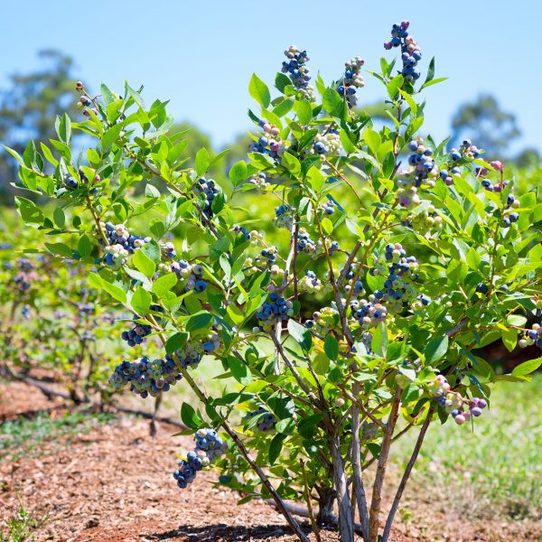 Powder Blue Blueberry Bush Supply