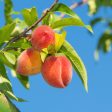 O Henry Peach Tree Sale