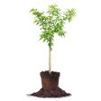 Reliance Peach Tree Online Hot Sale