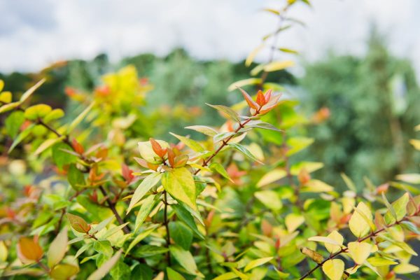 Canyon Creek Abelia Shrub Supply